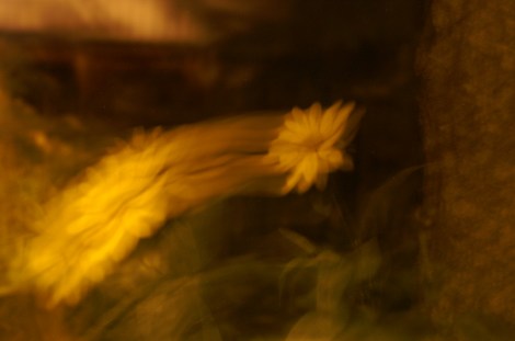 KONICA MINOLTA DIGITAL CAMERA