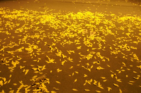 KONICA MINOLTA DIGITAL CAMERA